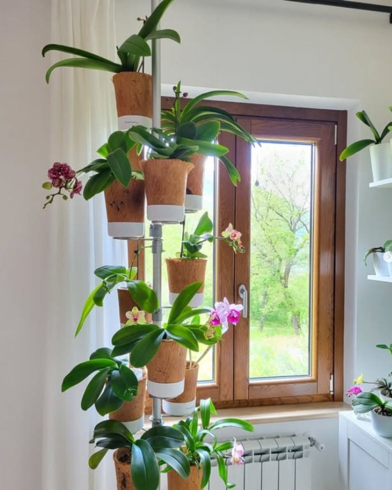 Urban Planty - UGC _ Product Images