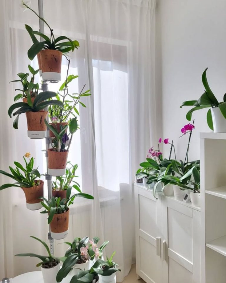 Urban Planty - UGC _ Product Images (2)